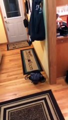 Spying Doggo Is Always Watching