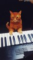 Precious Pet Plays Piano