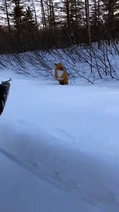 Feeding a Fox Some Fish