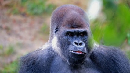 Gorilla enjoys the taste of carrots