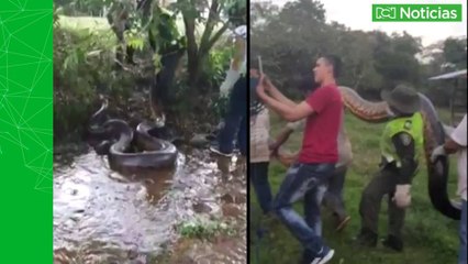 Rescatan a anaconda de seis metros en Villavicencio