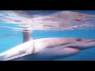 Köpekbalığı böyle saldırdı