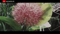 Cinematic Flower - Blood Lily Blossom _ Shoot on Samsung Galaxy J4 _ Beautifull flower