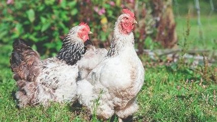 Bu Risma, Bansos Dari Kemensos Kok Ayam Hidup?