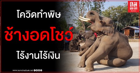 ชัยภูมิ-คณะช้างแสนรู้เจอวิกฤติพิษโควิดต้องขาย1เชือกเพื่อต่อชีวิต