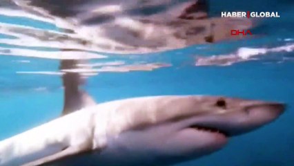Dev köpekbalığı tekneye böyle saldırdı