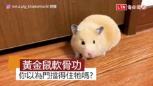 筋骨超軟Q的黃金鼠 不用開門就可以自己逃跑！