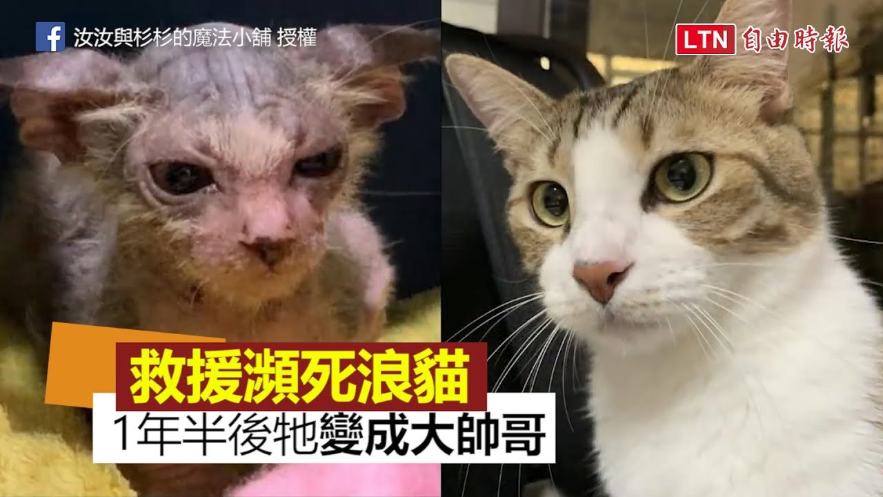 花費鉅款救援瀕死浪貓 1年半後牠「180度轉變」變成大帥哥