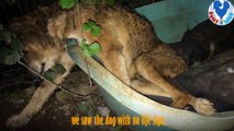 Rescue Old Dog Was Tired, Hungry & in a Terrible Condition In The Rain At Long Time