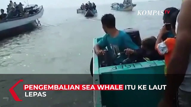 Penampakan Paus Terdampar di Pantai Ogan Komering Ilir, Sumatera Selatan