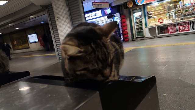 Soğuktan etkilenen kediler akbil turnikelerinde ısındı