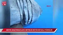 ABD'de araştırmacılar, 6 metrelik büyük beyaz köpekbalığı ile yüzdü