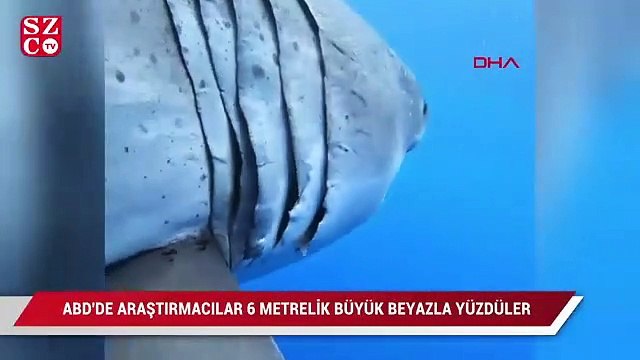ABD'de araştırmacılar, 6 metrelik büyük beyaz köpekbalığı ile yüzdü