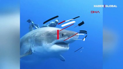 Dev köpekbalığı ile birlikte yüzdü