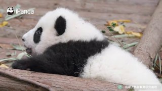 Un bébé panda se coince après avoir trop mangé