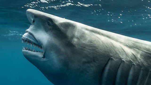 Selon les internautes, ce requin ressemblerait à Donald Trump