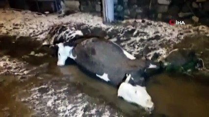 İnekler sulamaya götürülürken yüksek gerilime kapıldı
