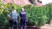 Operación Gaimón. La Guardia Civil interviene 12.100 plantas de marihuana en la localidad de Monda en septiembre de 2020