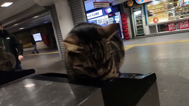 Soğuktan Etkilenen Kediler Akbil Turnikelerinde Isındı