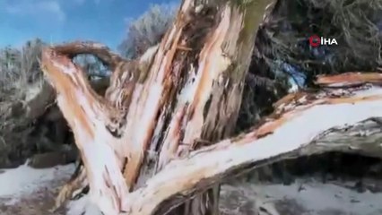 500 yıllık tarihi ardıç fırtınaya yenik düştü