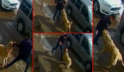 Kendisine saldıran köpekten yumruklayarak kurtuldu