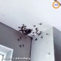 Une maman australienne est choquée après avoir repéré des dizaines d'araignées chez elle