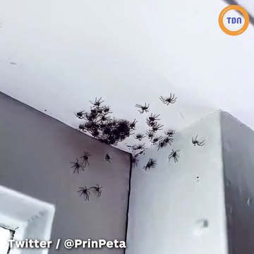 Une maman australienne est choquée après avoir repéré des dizaines d'araignées chez elle