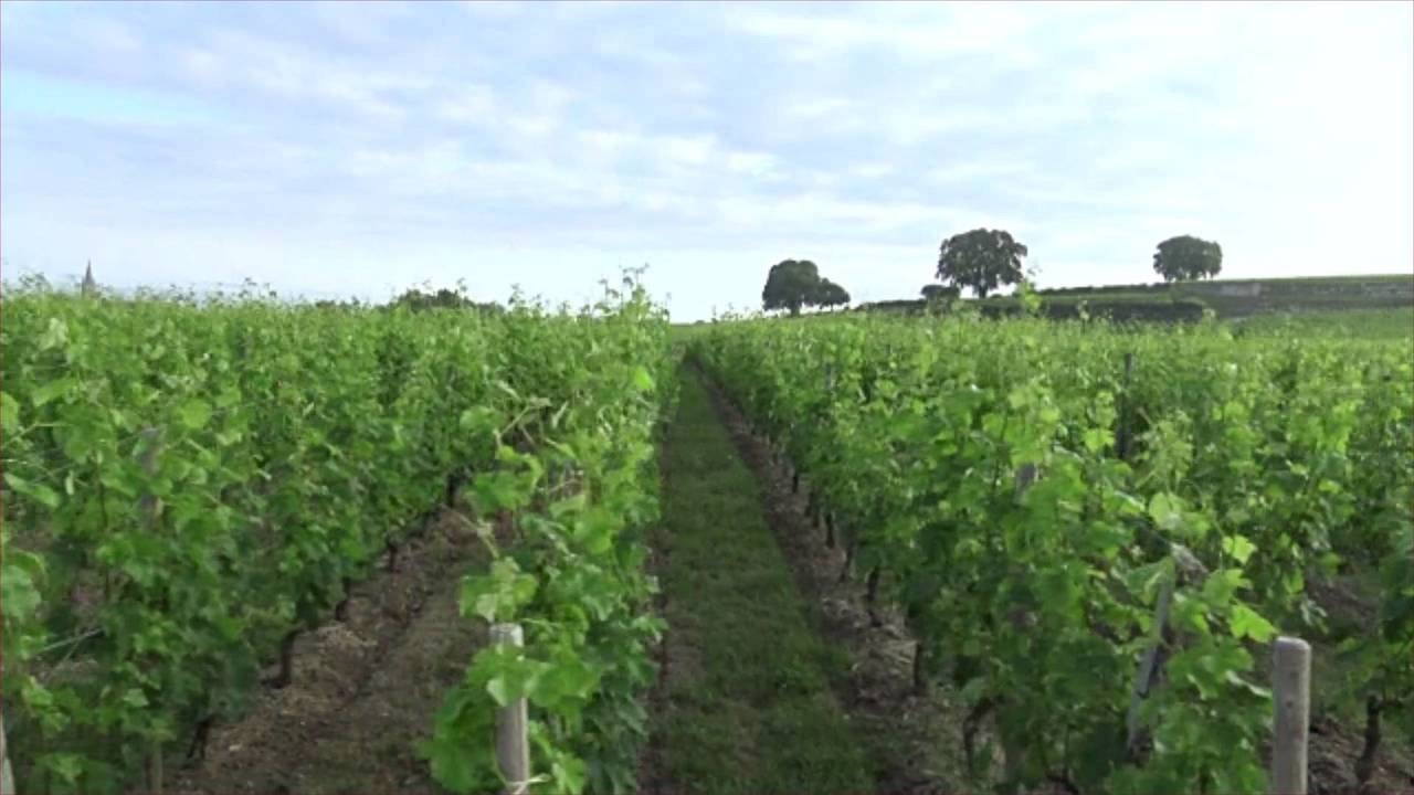 Bordeaux Approves Six New Grape Varieties to Battle Climate Change