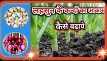 लहसुन के कंदों को कैसे बढ़ाए|Lahsun Badhane Ki Dawai|Lahsun Me Kand Kaise Badhaye|Lahsun Ki Kheti|