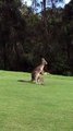 Ce bébé kangourou a beaucoup de mal à rentrer dans la poche de maman