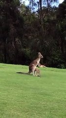 Ce bébé kangourou a beaucoup de mal à rentrer dans la poche de maman