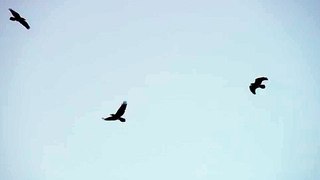 Clip of a couple silhouettes of birds flying with blue sky background in