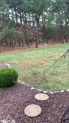 Deer Stop for a Bite of Breakfast