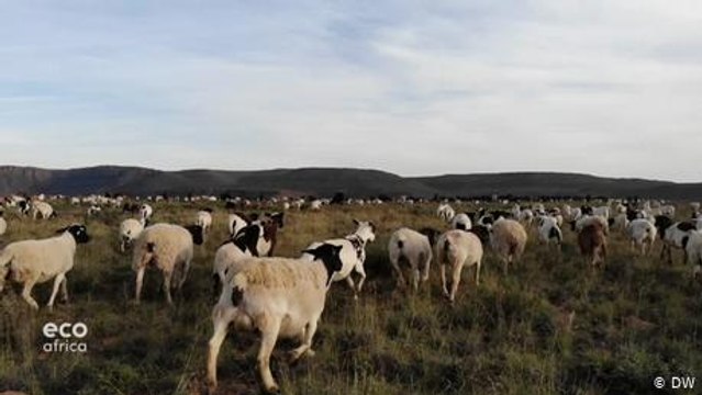 Fenceless farming boosts biodiversity in South Africa