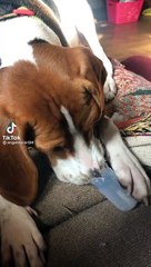 Download Video: Ce chien fait de la musique avec son museau