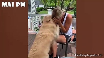 No home is complete without DOG -  Funny Dogs give you a reason to smile everyday..