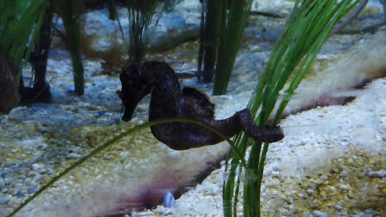 Seahorse