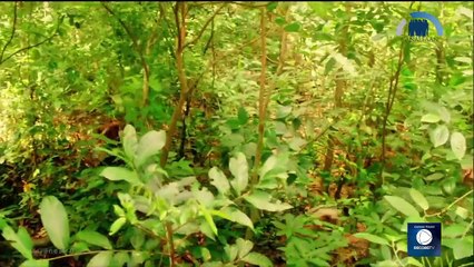 GÊNESIS - EPISÓDIO 08 - [28-01-2021] - COMPLETO