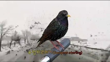 [세상만사] 수만 마리 유럽찌르레기가 펼치는 장엄한 군무 / YTN