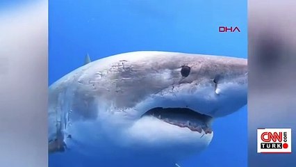 6 metrelik büyük beyaz köpekbalığı ile yüzdüler