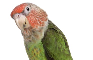 Parrot flies again after diet
