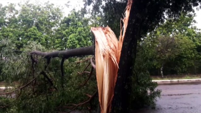 Galho de árvore é arrancado com a força do vento e deixa via parcialmente interditada