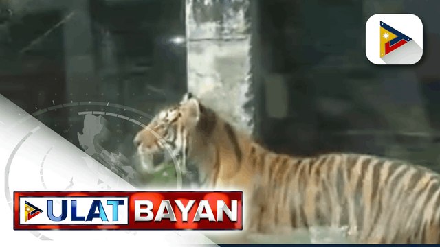 600 na hayop sa Malabon Zoo, nananatiling malusog sa gitna ng COVID-19 pandemic; may-ari ng Malabon Zoo, humingi ng tulong para sa kanyang mga alagang hayop