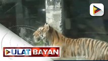 600 na hayop sa Malabon Zoo, nananatiling malusog sa gitna ng COVID-19 pandemic; may-ari ng Malabon Zoo, humingi ng tulong para sa kanyang mga alagang hayop