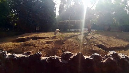 Gemsbok Oryx Family Safe Inside Zoo