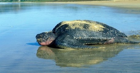 Des tortues luth sont nées sur une plaque équatoriale, une bonne nouvelle pour cette espèce menacée d'extinction