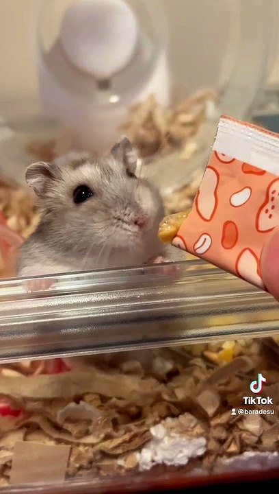 hamster