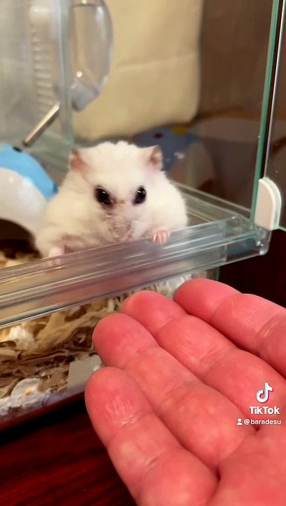 hamster