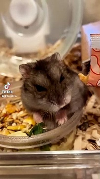 hamster
