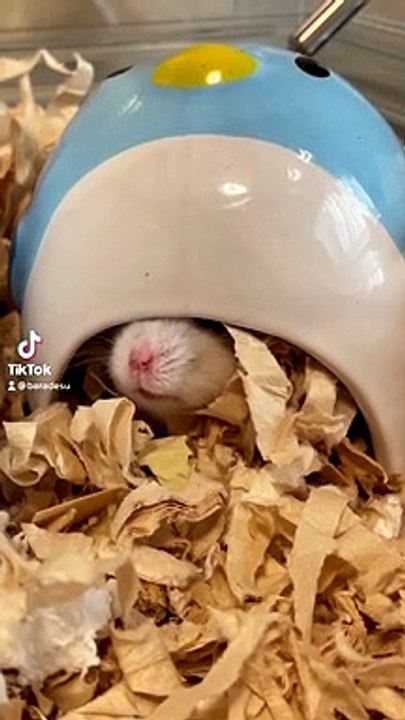 hamster